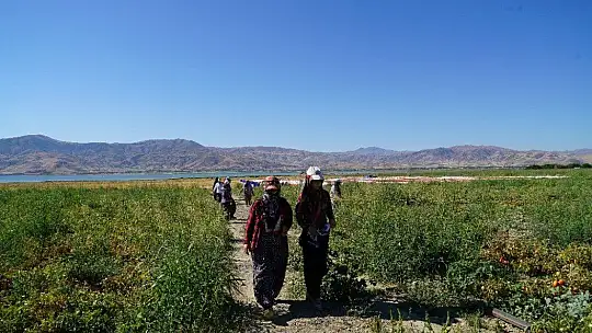 Mevsimlik işçilerin güneşin altında zorlu mesaisi