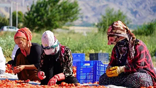 Mevsimlik işçilerin güneşin altında zorlu mesaisi