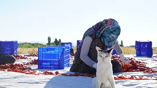 Mevsimlik işçilerin güneşin altında zorlu mesaisi
