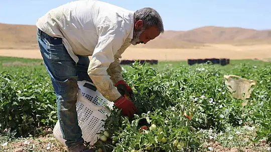Mevsimlik işçilerin sıcak altına ekmek mücadelesi