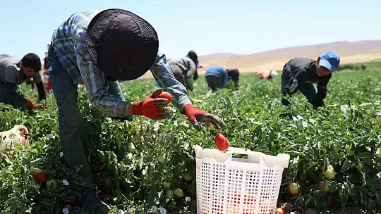 Mevsimlik işçilerin sıcak altına ekmek mücadelesi
