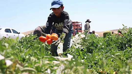 Mevsimlik işçilerin sıcak altına ekmek mücadelesi