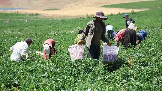 Mevsimlik işçilerin sıcak altına ekmek mücadelesi