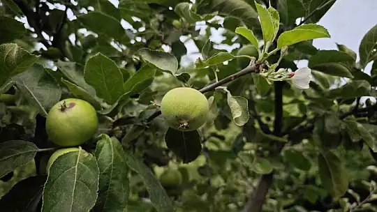 Meyve veren ağaç aynı zamanda çiçek açtı