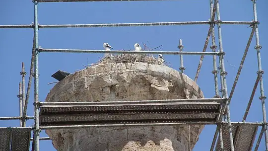 Minare restorasyonu leylekler için durduruldu