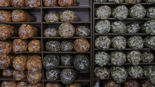 Mühendisliği bıraktı, Elazığ'da bir ilki başardı: Meyve kurusu siparişlerine yetişmeye çalışıyor