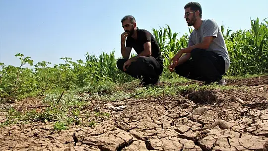 Murat Nehri'nde sular çekildi, tarım başladı