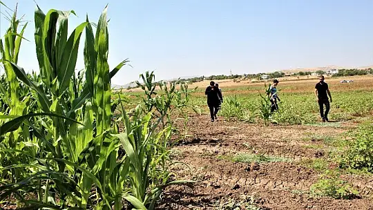 Murat Nehri'nde sular çekildi, tarım başladı