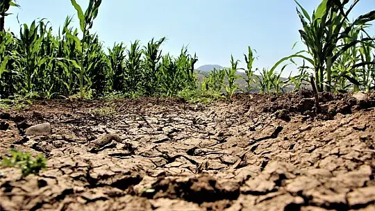Murat Nehri'nde sular çekildi, tarım başladı