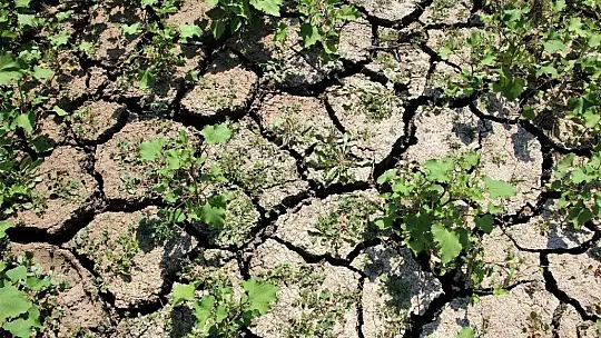 Murat Nehri'nde sular çekildi, tarım başladı