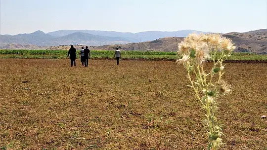 Murat Nehri'nde sular çekildi, tarım başladı