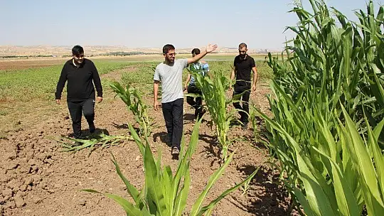 Murat Nehri'nde sular çekildi, tarım başladı