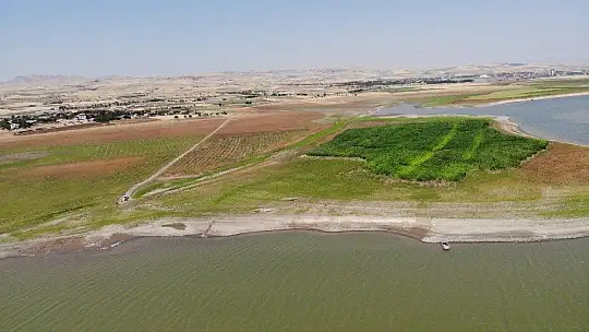 Murat Nehri'nde sular çekildi, tarım başladı