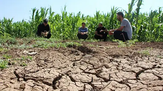 Murat Nehri'nde sular çekildi, tarım başladı