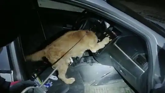 Narkotik köpeği 'Alex' uyuşturucuya geçit vermedi: 2 gözaltı