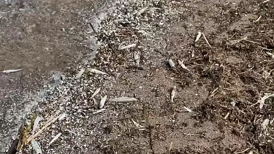 Nereden geldiği bilinmiyor: İsrail sazanları karaya vurdu