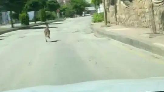 Nesli koruma altında olan dağ keçisi, şehir merkezinde araçla yarıştı