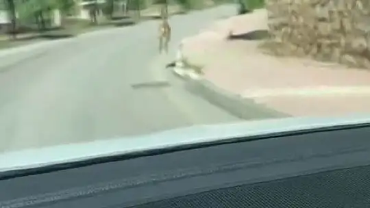 Nesli koruma altında olan dağ keçisi, şehir merkezinde araçla yarıştı