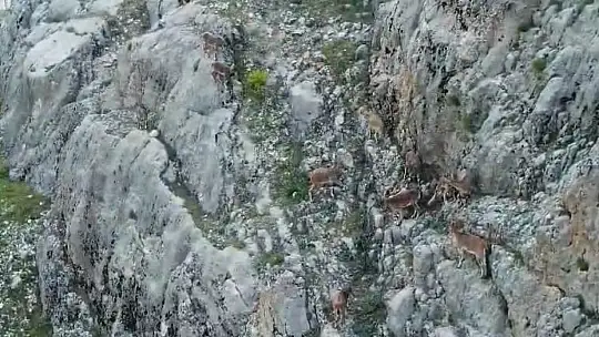 Nesli tükenme altındaki dağ keçileri, Palu Kalesi'nde dronla görüntülendi