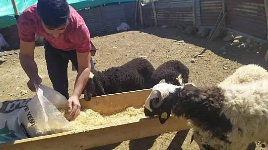 Öğretmen kayıp kuzu ve koçlara sahip çıktı, sahibini arıyor