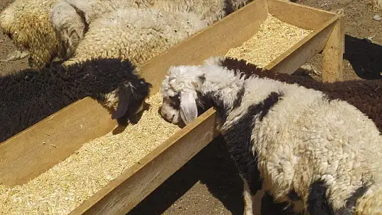 Öğretmen kayıp kuzu ve koçlara sahip çıktı, sahibini arıyor