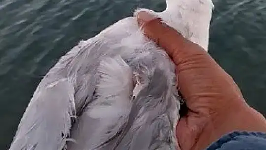 Oltaya balık değil martı takıldı