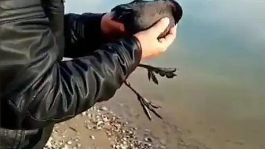 Oltaya karabatak takıldı