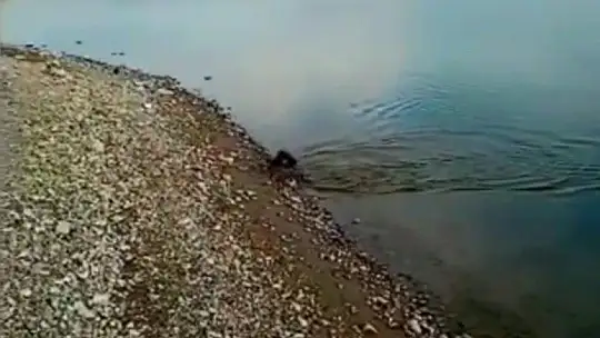 Oltaya karabatak takıldı