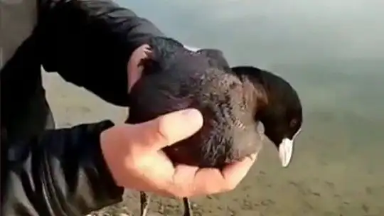 Oltaya karabatak takıldı