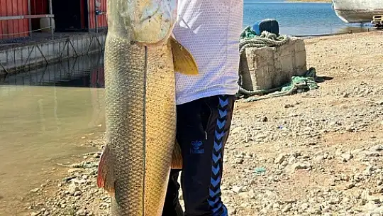 Oltayla boyu kadar Fırat turnası tuttu