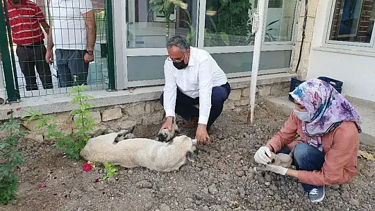 Ölüme terk edilen 10 yavru köpek, 3 gün sonra annelerine kavuştu