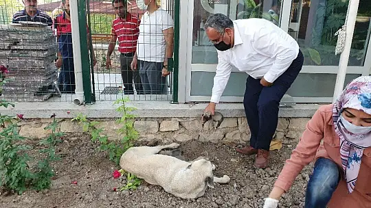 Ölüme terk edilen 10 yavru köpek, 3 gün sonra annelerine kavuştu