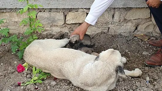 Ölüme terk edilen 10 yavru köpek, 3 gün sonra annelerine kavuştu