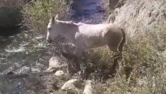 Ölüme terk edilen ayağı kırık at kurtarıldı