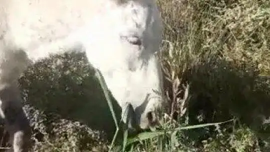 Ölüme terk edilen ayağı kırık at kurtarıldı