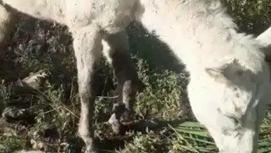 Ölüme terk edilen ayağı kırık at kurtarıldı