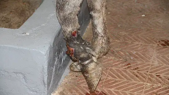 Ölüme terk edilen katır, hastanede tedavi altına alındı