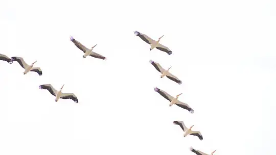 Onlarca leylek gökyüzünü renklendirdi