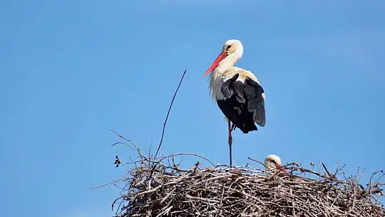 Onlarca leylek gökyüzünü renklendirdi