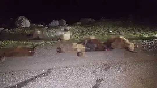 Otomobil sürüye çarptı: 30 koyun telef oldu