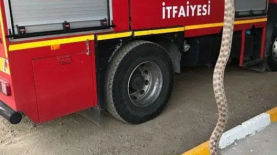 Otomobilin alt kısmına giren yılanı itfaiye çıkardı