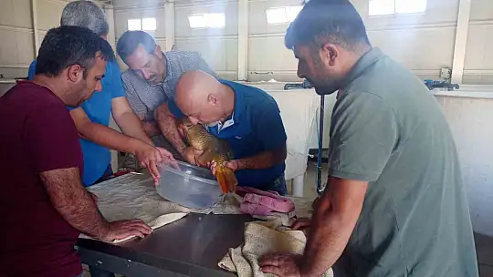 Sağma işlemlerinin ardından anaç balıklar göle bırakıldı