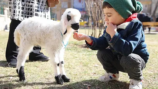 Sahiplendiği Kuzu, Hem Evinin Neşesi, Hem de Terapisi Oldu