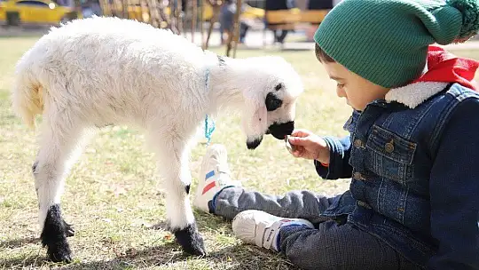 Sahiplendiği Kuzu, Hem Evinin Neşesi, Hem de Terapisi Oldu