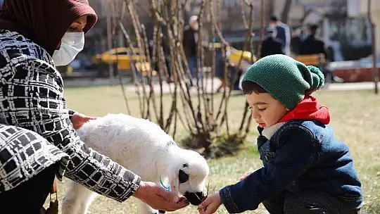 Sahiplendiği Kuzu, Hem Evinin Neşesi, Hem de Terapisi Oldu