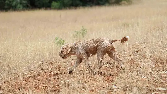 Şehir şehir gezerek köpeğiyle 'kara elmas' arıyor