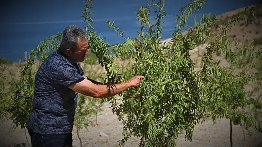 Şehit oğlunun anısına, 2 bin 500 fidanla orman oluşturdu