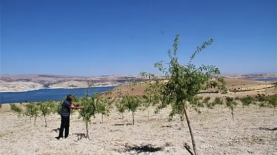 Şehit oğlunun anısına, 2 bin 500 fidanla orman oluşturdu