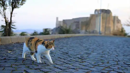 Sessizliğe bürünen medeniyetler beşiği Harput'ta sonbahar güzelliği