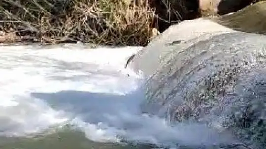 Siraz'ın akıntıya karşı göçü devam ediyor